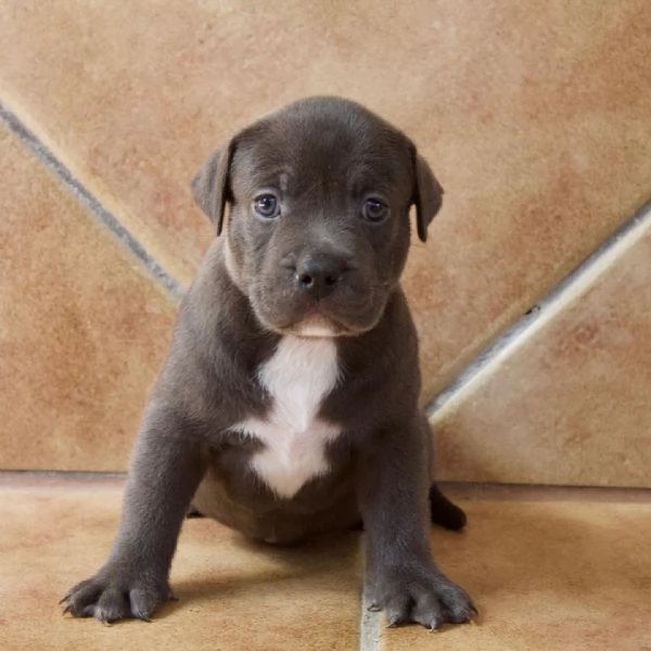 meravigliosi pitbull per adozione | Foto 4