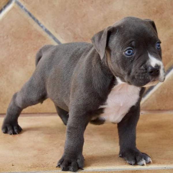 meravigliosi pitbull per adozione | Foto 3