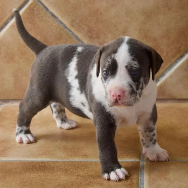 meravigliosi pitbull per adozione | Foto 2