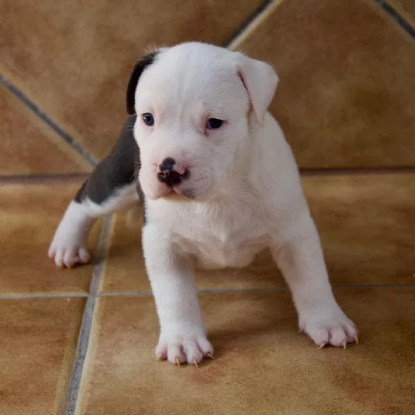 meravigliosi pitbull per adozione | Foto 1