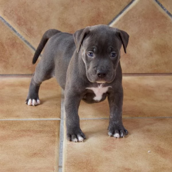 meravigliosi pitbull per adozione | Foto 0