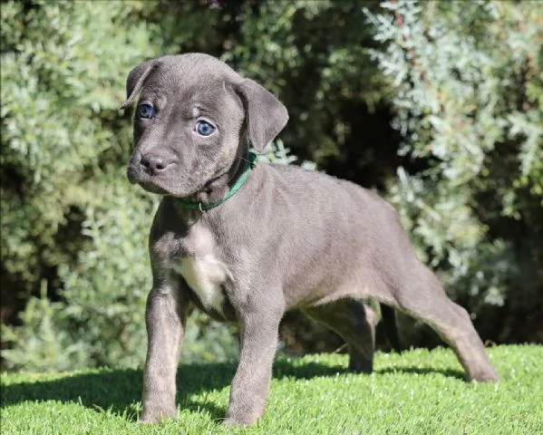 meravigliosi pitbull per adozione | Foto 3