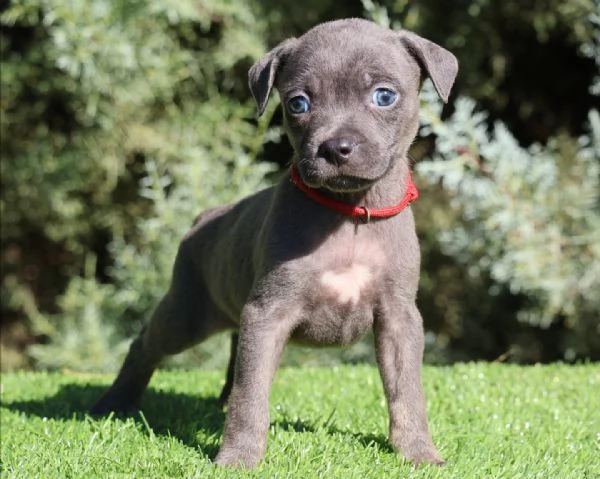meravigliosi pitbull per adozione | Foto 2