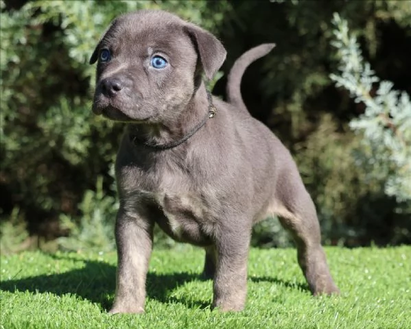 meravigliosi pitbull per adozione