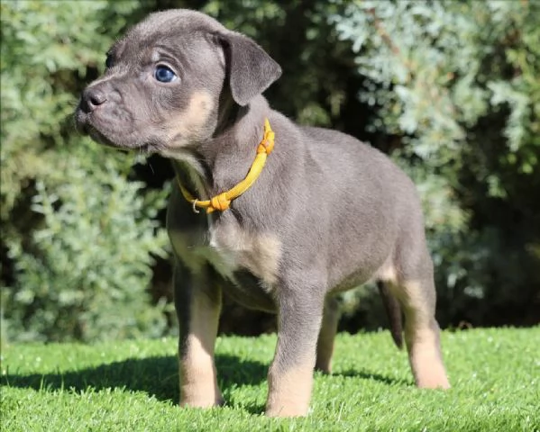 meravigliosi pitbull per adozione | Foto 1