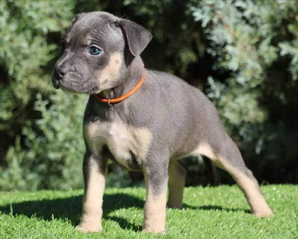 meravigliosi pitbull per adozione | Foto 0
