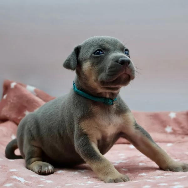 meravigliosi pitbull per adozione | Foto 3