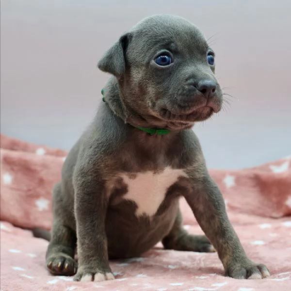 meravigliosi pitbull per adozione | Foto 2