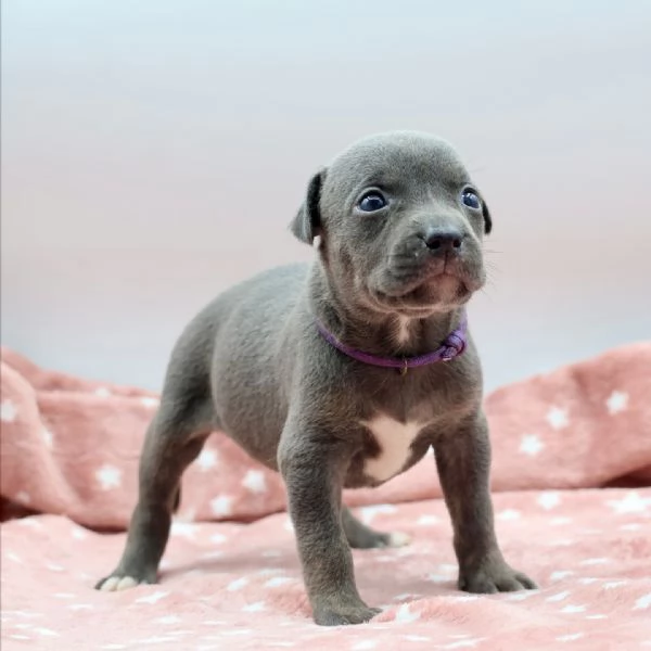 meravigliosi pitbull per adozione | Foto 1