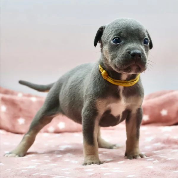 meravigliosi pitbull per adozione | Foto 0