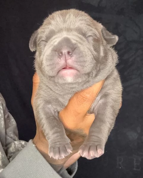 meravigliosi pitbull per adozione | Foto 2