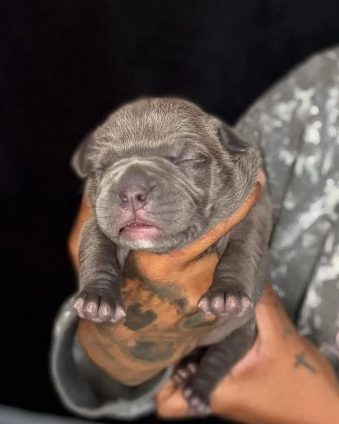 meravigliosi pitbull per adozione | Foto 1