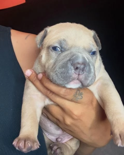 meravigliosi pitbull per adozione
