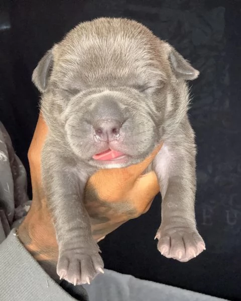 meravigliosi pitbull per adozione | Foto 0