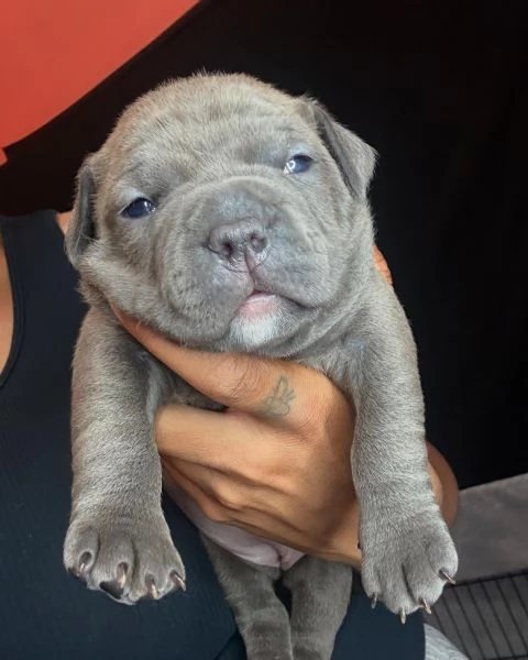 meravigliosi pitbull per adozione | Foto 2