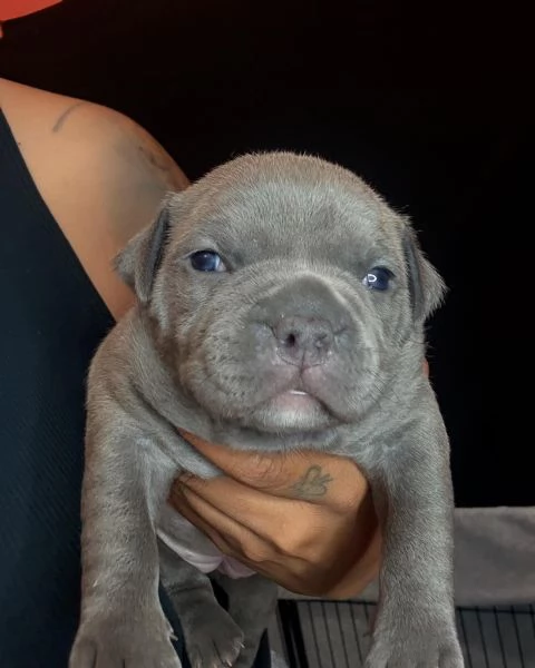 meravigliosi pitbull per adozione | Foto 1