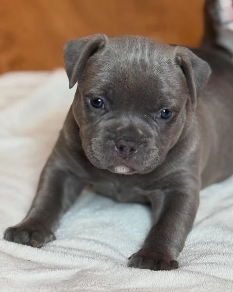 meravigliosi pitbull per adozione