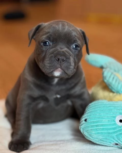 meravigliosi pitbull per adozione | Foto 0