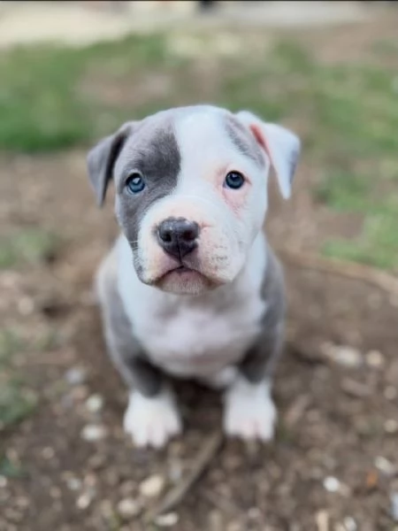 meravigliosi pitbull per adozione | Foto 2