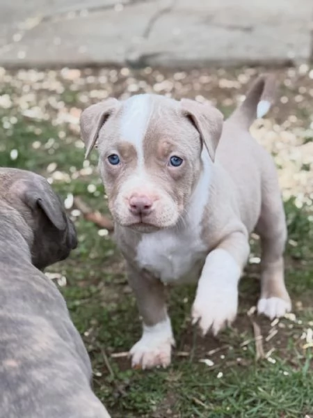 meravigliosi pitbull per adozione | Foto 1