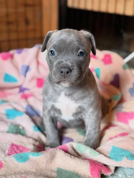 meravigliosi pitbull per adozione