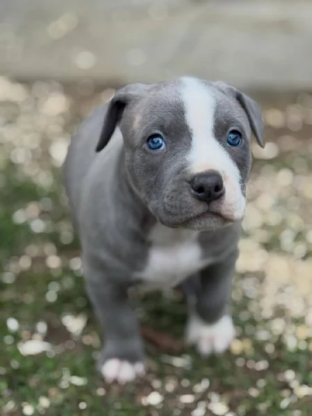 meravigliosi pitbull per adozione | Foto 0