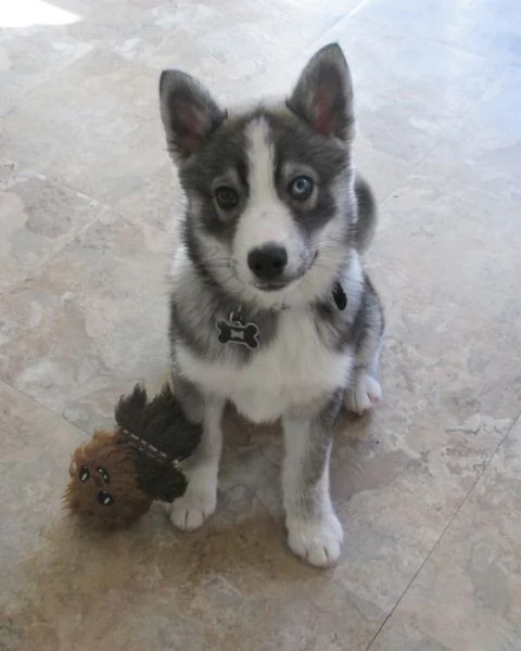 meravigliosi husky per adozione | Foto 1