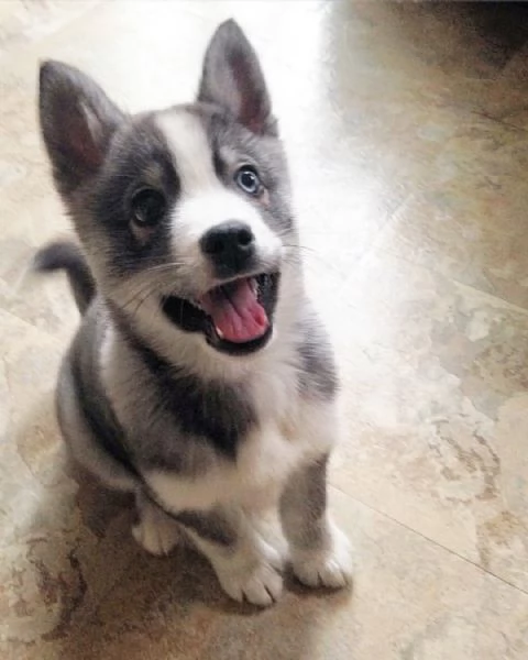 meravigliosi husky per adozione | Foto 0