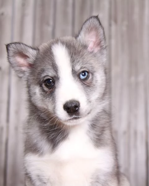 meravigliosi husky per adozione | Foto 2