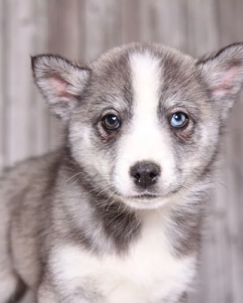 meravigliosi husky per adozione | Foto 1