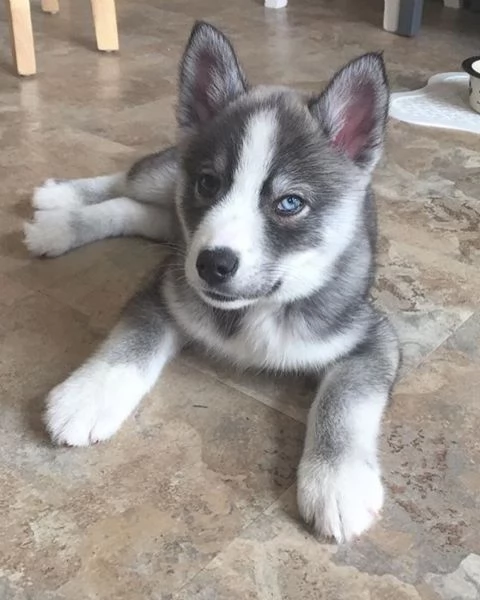 meravigliosi husky per adozione