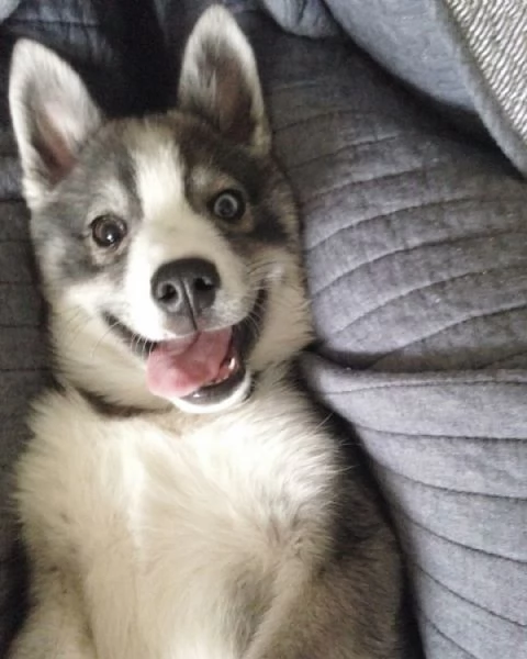 meravigliosi husky per adozione | Foto 0