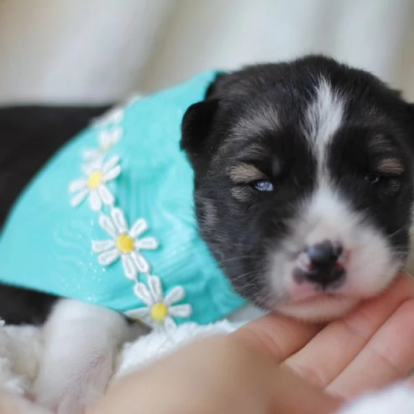 meravigliosi husky per adozione | Foto 1