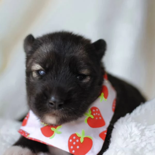 meravigliosi husky per adozione | Foto 0