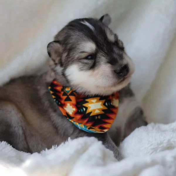 meravigliosi husky per adozione | Foto 0