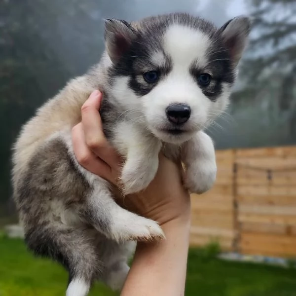 meravigliosi husky per adozione | Foto 4