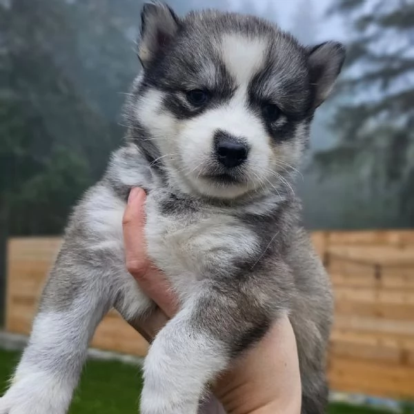 meravigliosi husky per adozione | Foto 3