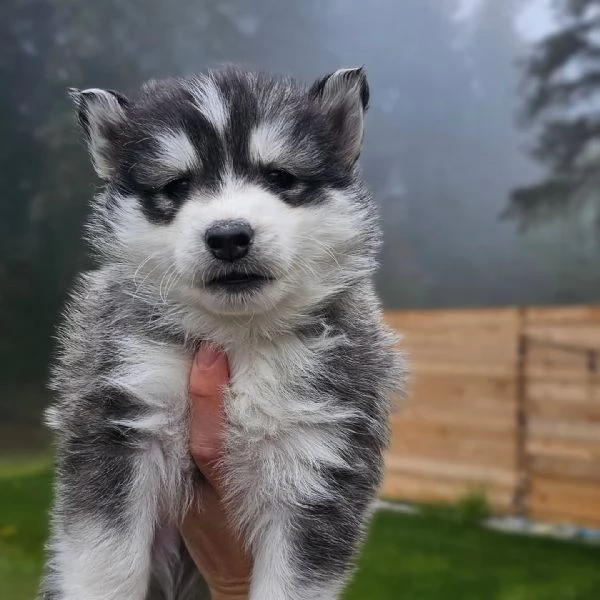 meravigliosi husky per adozione | Foto 2