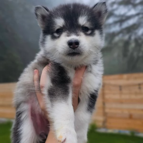 meravigliosi husky per adozione