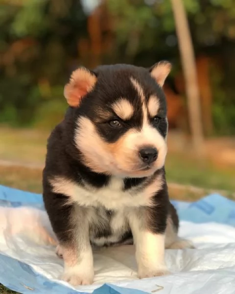 meravigliosi husky per adozione | Foto 1