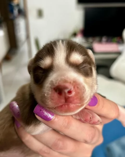 meravigliosi husky per adozione