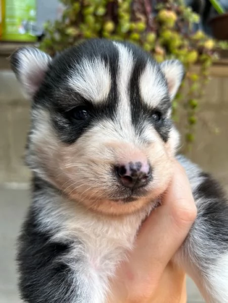 meravigliosi husky per adozione