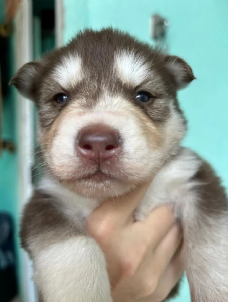 meravigliosi husky per adozione | Foto 3