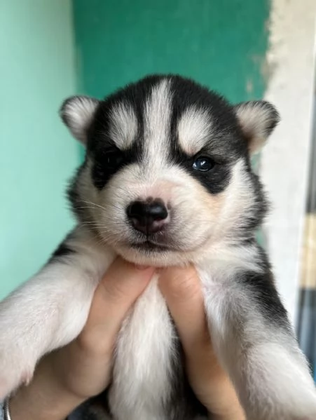 meravigliosi husky per adozione | Foto 1