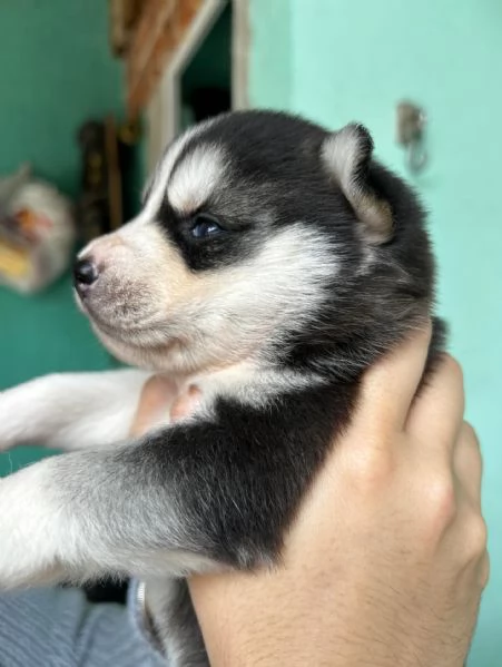 meravigliosi husky per adozione | Foto 0