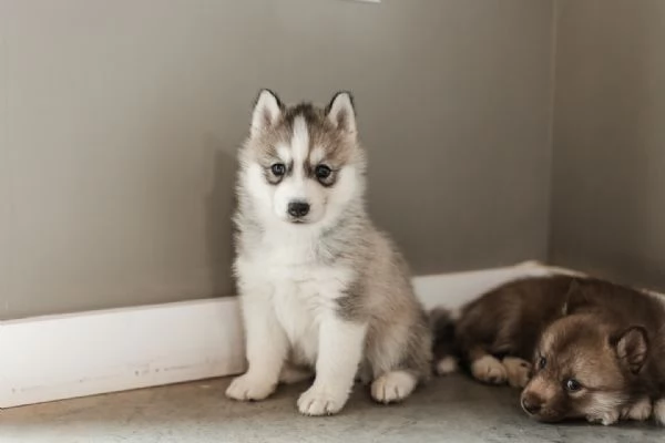 meravigliosi husky per adozione | Foto 2