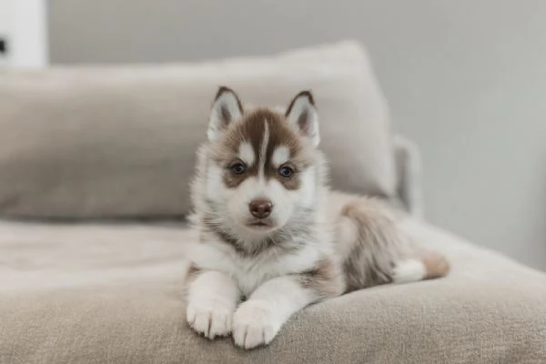 meravigliosi husky per adozione