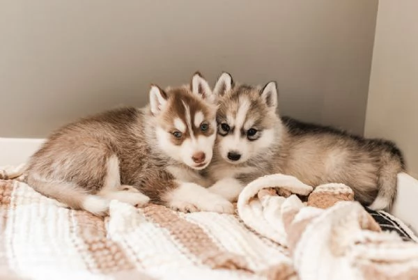 meravigliosi husky per adozione | Foto 1