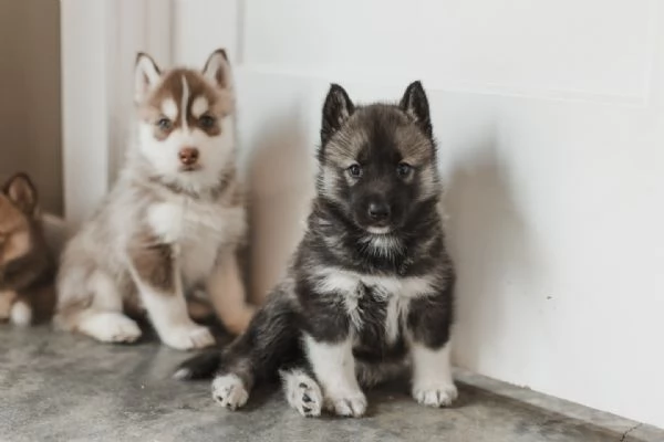 meravigliosi husky per adozione | Foto 0