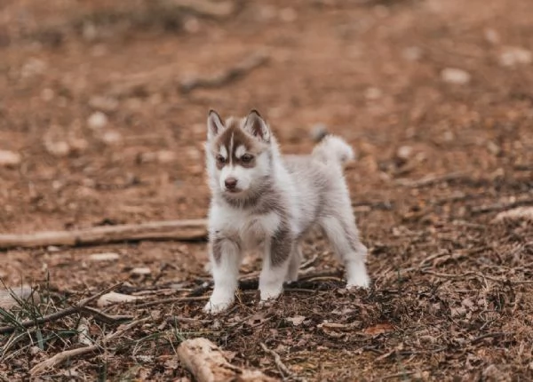 meravigliosi husky per adozione | Foto 4